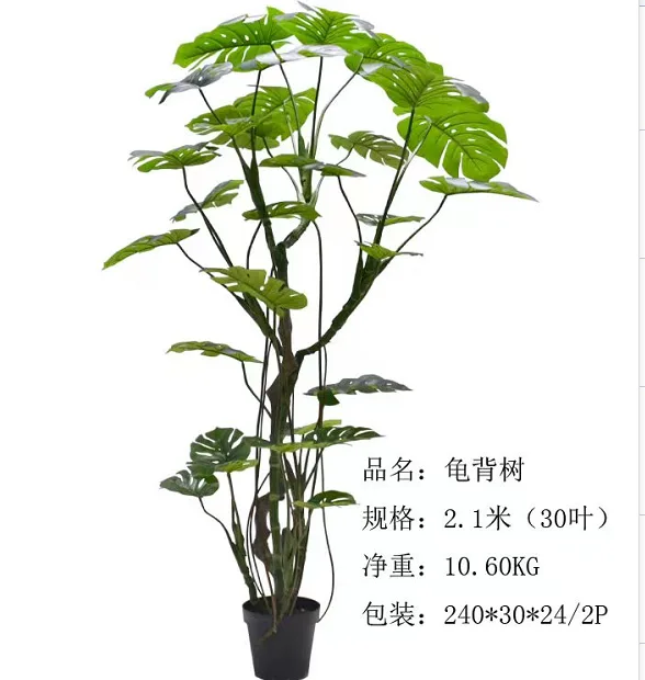 造型龟背