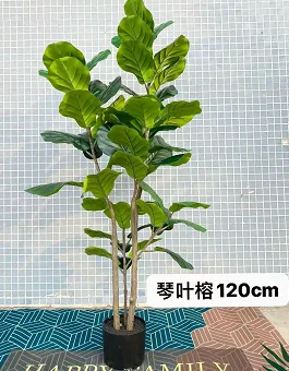 大叶琴叶榕