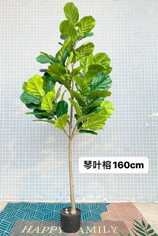 大叶琴叶榕