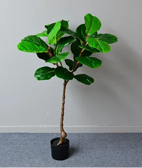 新款琴叶榕