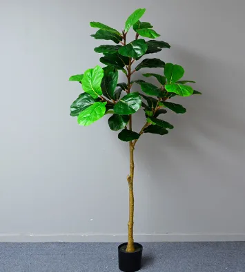 新款琴叶榕