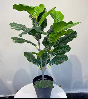 小琴叶榕