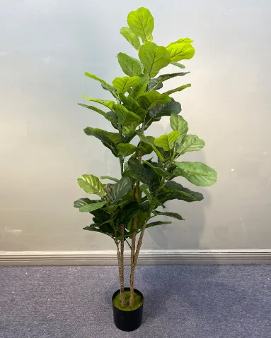 多杆琴叶榕