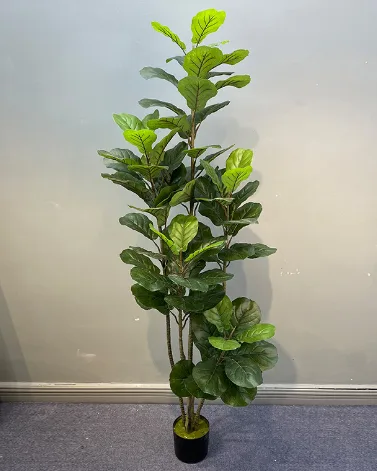 多杆琴叶榕