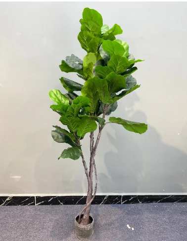 pu杆琴叶榕