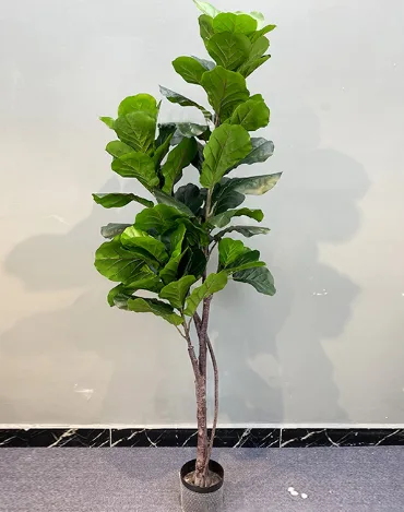 pu杆琴叶榕