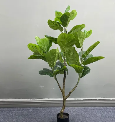老款琴叶榕