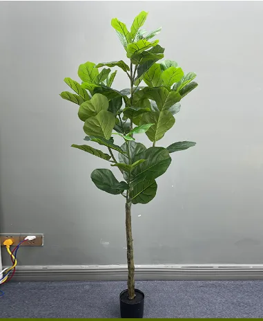 老款琴叶榕