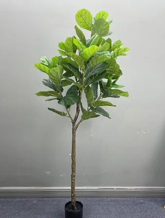 老款琴叶榕