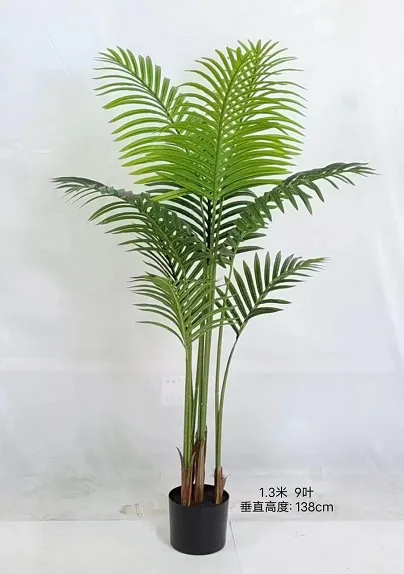 C款散尾葵