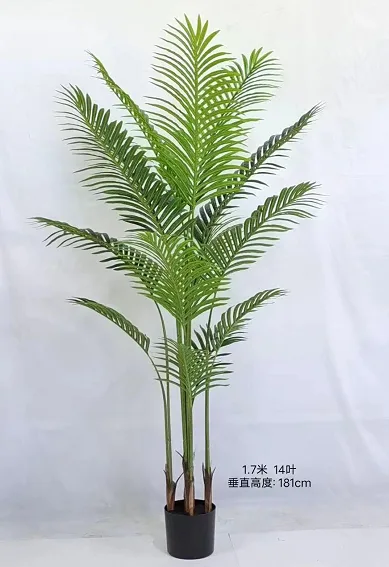 C款散尾葵