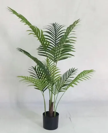 B款散尾葵