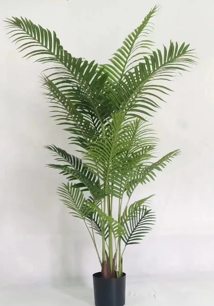 B款散尾葵