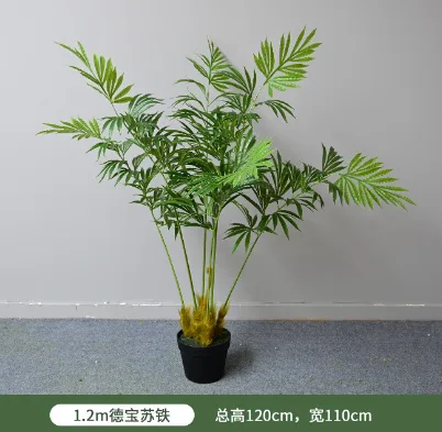 德宝苏铁