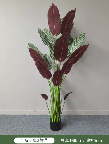 飞羽竹芋