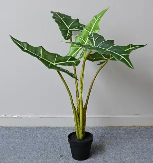 萨利安海芋