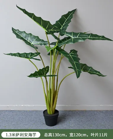 萨利安海芋