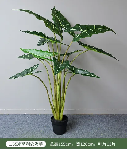 萨利安海芋
