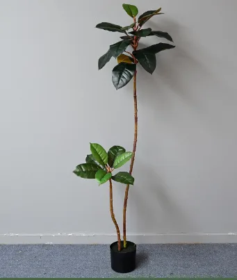 异形橡皮树