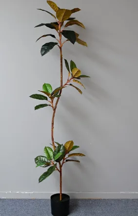 异形橡皮树
