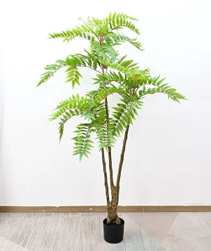 香椿树