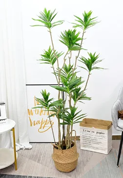 百合竹