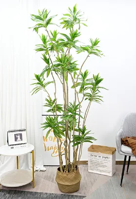 百合竹