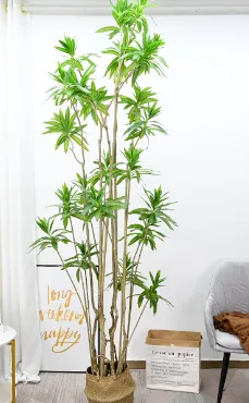 百合竹