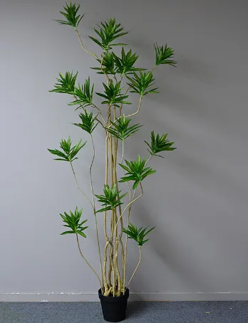 精简版百合竹