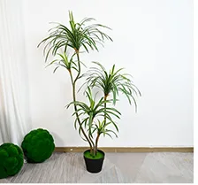 软胶龙血树