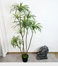 软胶龙血树