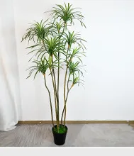 软胶龙血树