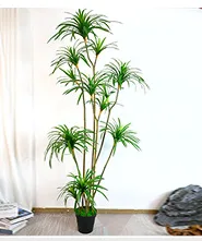 软胶龙血树