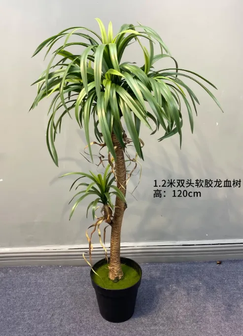 1.2m2头龙血树