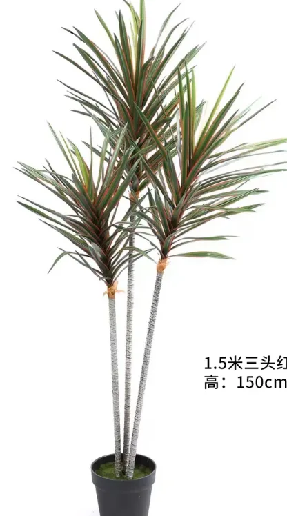 1.5m3头龙血树