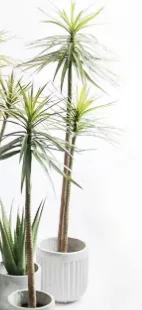 狭叶龙血树