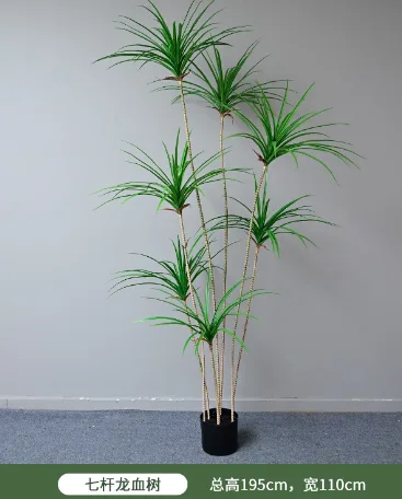 7杆龙血树