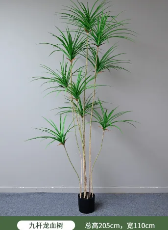 9杆龙血树