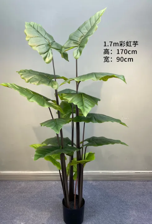 彩虹芋