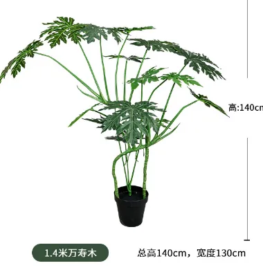 万寿木