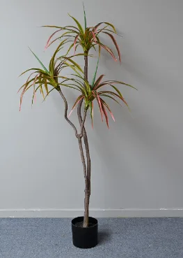3头红边巴西铁