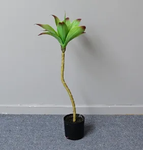 单头睡莲