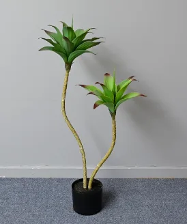 2头睡莲