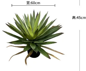 大剑麻