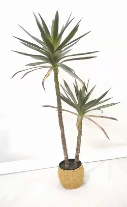 2头剑兰