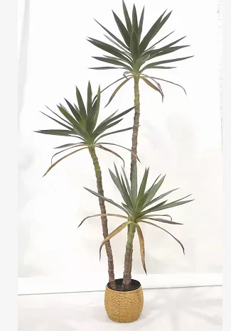 3头剑兰