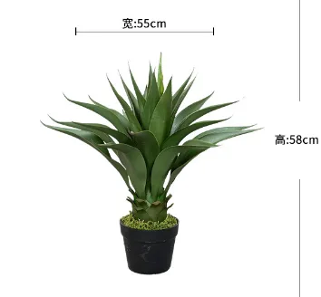 黄冠兰盆栽