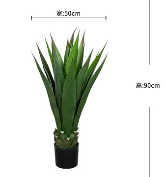 粗杆剑麻