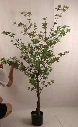 吊钟树