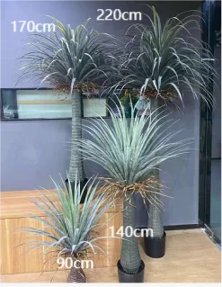 粗杆龙血铁树